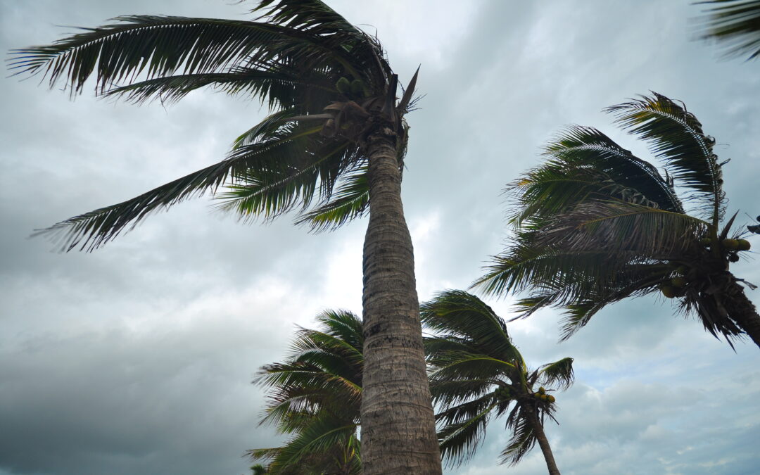 Safety in the Storm: Driving and Securing Property During Heavy Winds